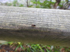 Dromius quadrimaculatus