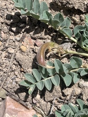 Astragalus cibarius