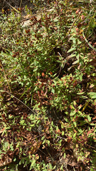 Hypericum hypericoides