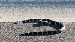 Lampropeltis californiae
