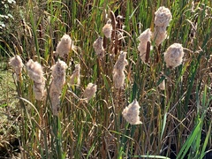 Typha