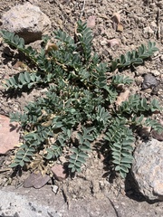Astragalus cibarius