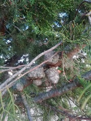 Cupressaceae