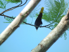 Psarocolius decumanus