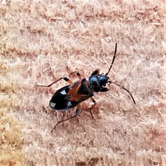 Rhyparochromus vulgaris