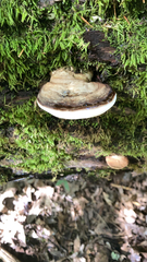 Ganoderma applanatum