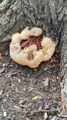 Ganoderma polychromum
