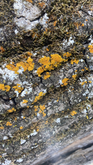 Xanthomendoza fallax