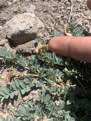 Astragalus cibarius