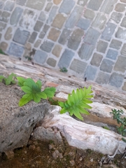 Polypodium cambricum