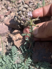 Astragalus cibarius