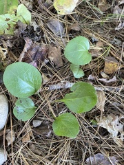 Pyrola elliptica