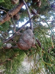 Cupressaceae