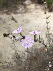 Stephanomeria diegensis