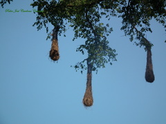 Psarocolius decumanus