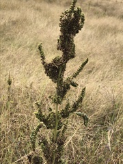 Rumex crispus
