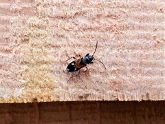 Rhyparochromus vulgaris