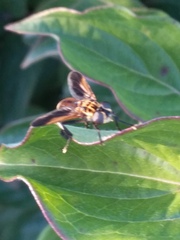 Trichopoda pictipennis