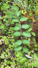 Symphoricarpos orbiculatus