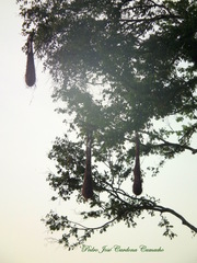 Psarocolius decumanus