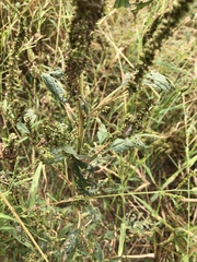 Rumex crispus