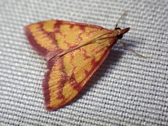 Pyrausta