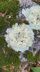 Flavoparmelia baltimorensis