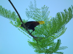 Psarocolius decumanus