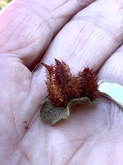 Andricus crystallinus