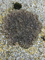 Xanthoparmelia verruculifera