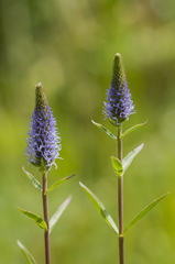 Veronica orchidea