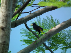 Psarocolius decumanus