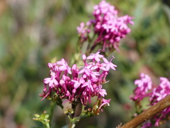 Centranthus ruber