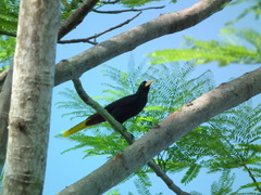 Psarocolius decumanus