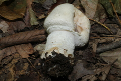 Agaricus crocodilinus