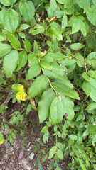 Vaccinium corymbosum