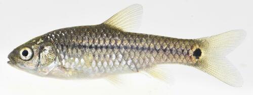 Dwarf barb (Enteromius brevidorsalis) — Cyprinidae — 3