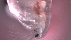 Simocephalus