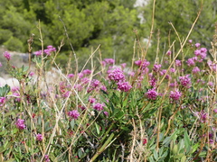Centranthus ruber