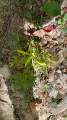 Hypericum prolificum