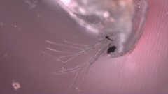 Simocephalus