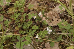 Euphrasia