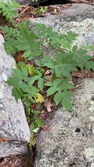 Polymnia canadensis