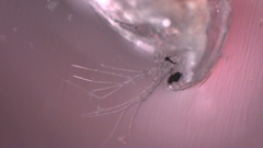 Simocephalus