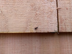 Rhyparochromus vulgaris