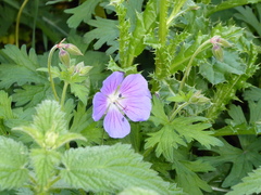 Geranium pratense