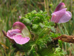 Pedicularis palustris