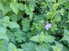 Geranium pratense