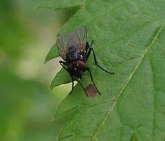 Muscidae