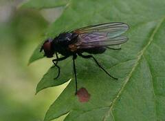 Muscidae
